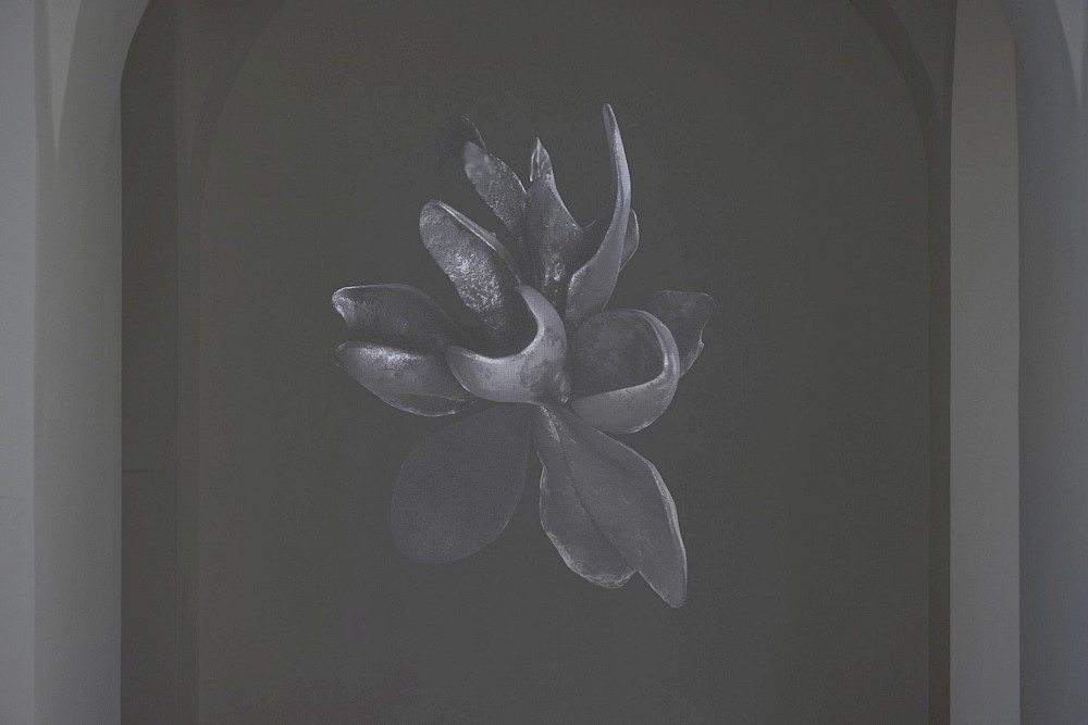 My garden has no soil - Orchid